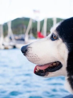 How to Bring Pets on Sailing Holidays: A Comprehensive Guide